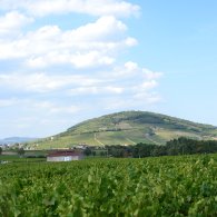 Le Mont Brouilly depuis les vignes du Domaine