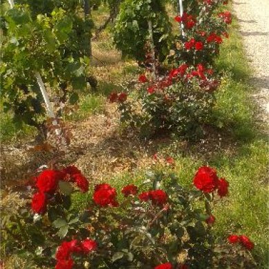 Des vignes élevées avec passion et respect Des vignes élevées avec passion et respect
