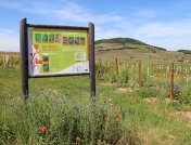 Des fleurs dans les vignes Des fleurs dans les vignes
