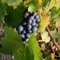 Grappe de Côte de Brouilly