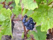 Grappe de Gamay prête à être récoltée