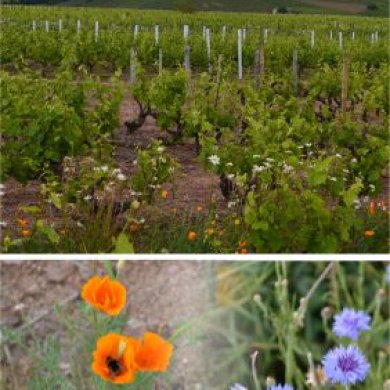Fleurs dans les vignes du Brouilly