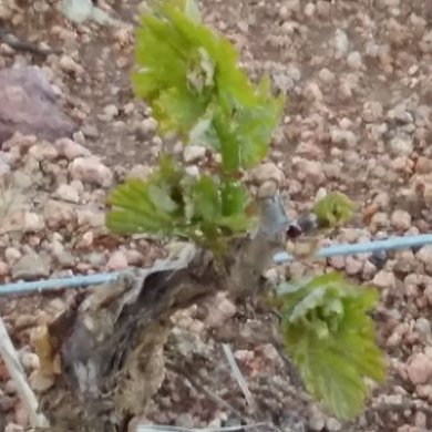 Nouvelle vigne de Brouilly Nouvelle vigne de Brouilly