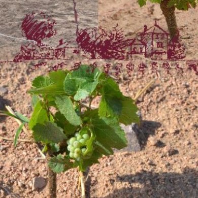 Nouveaux plants de vignes, premières grappes Nouveaux plants de vignes, premières grappes