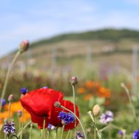 Les fleurs nous aident à réguler les vignes sans insecticides Les fleurs nous aident à réguler les vignes sans insecticides