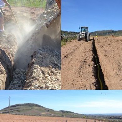 Replantage de nouvelles vignes Replantage de nouvelles vignes