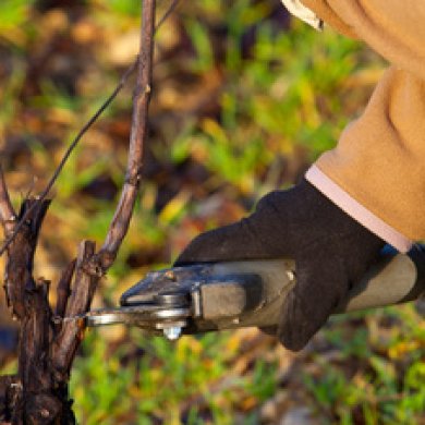 Taille des vignes dans le Beaujolais