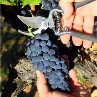 Vendanges du Brouilly, Beaujolais Vendanges du Brouilly, Beaujolais