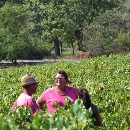Vendanges au Crêt des Garanches