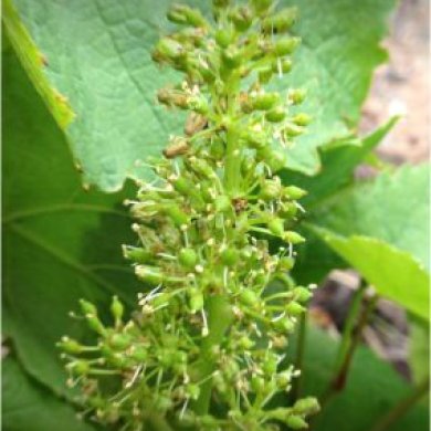 Vigne en fleurs au Crêt des Garanches Vigne en fleurs au Crêt des Garanches